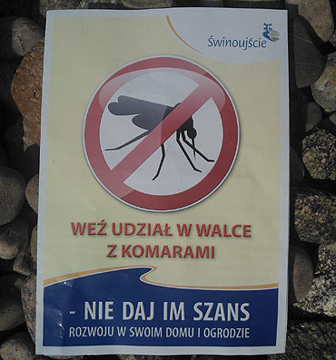 Czosnek broni na komary