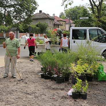 Posadzili boodrzew i berberysy