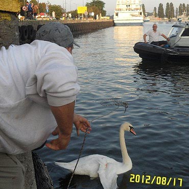 Uratowali abdzia Filipa. Niestety musia mie amputowane skrzydo