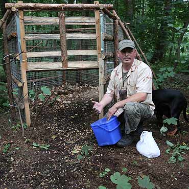 Wyłapią dziki. Zobacz film!