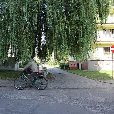 Wierzba „zaczepia” rowerzystw i przechodniw 