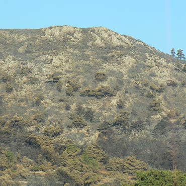 Łzy Chios