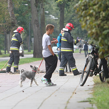 Drzewo runo na chodnik. Interweniowali straacy
