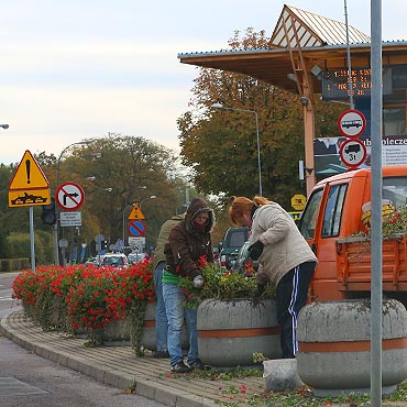 Wycignli kwiaty z donic. Posadz nowe