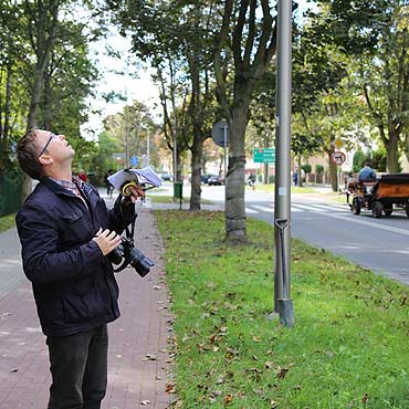 Drzewa jednak przetrway