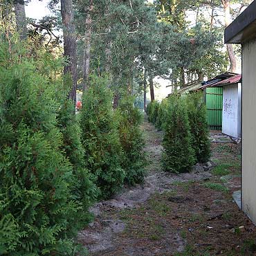 Poszli z handlarzami na kompromis. Posadzili 70 drzewek
