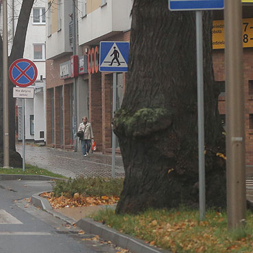 Po prostu drzewo