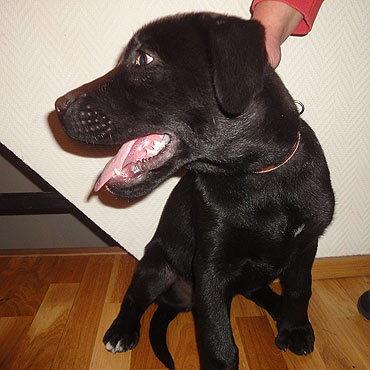 Znaleziono maego labradora