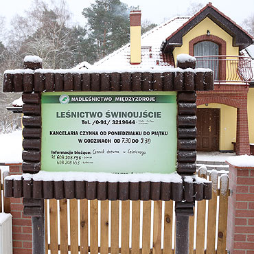 Najtasze choinki – u leniczego