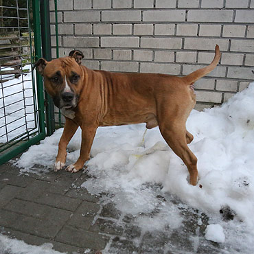 Samotny amstaff bka si w centrum miasta