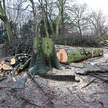 Rewitalizacja Parku Chopina. Wytną 100 drzew, bo nie chcą by było niebezpiecznie