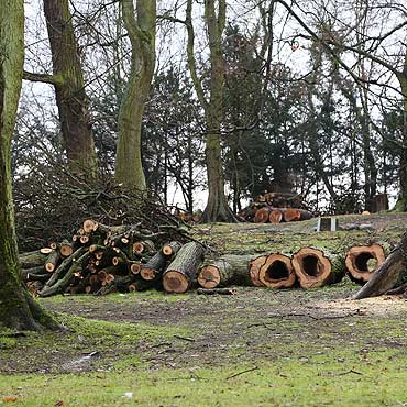 Rewitalizacja Parku Chopina. Wytną 100 drzew, bo nie chcą by było niebezpiecznie