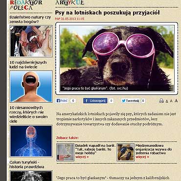 Psi przyjaciele dotrzymuj towarzystwa na... lotnisku