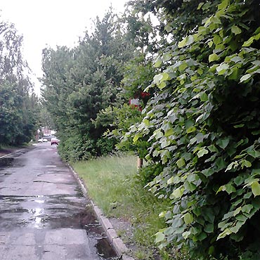 Przytn to drzewko