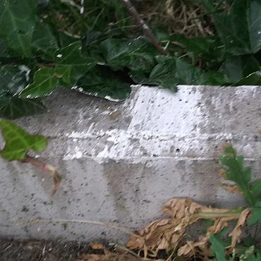 Czytelnik: Gdy zamykam oczy, widzę tego biednego kota