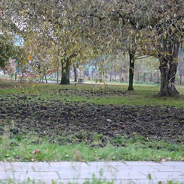 Dziki na Warszowie strasz i niszcz