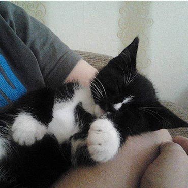 Odnalaz si piciomiesiczny kociak