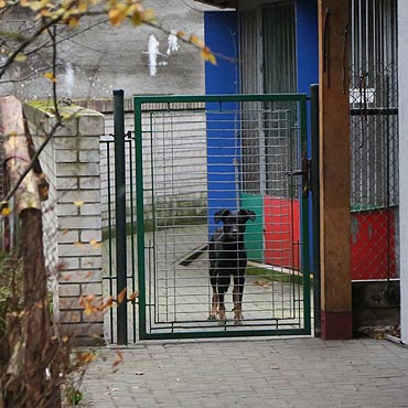Pytamy, co si dzieje ze zwierztami w schronisku