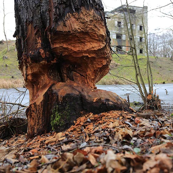 Fort  Zachodni w  winoujciu oblyy…  bobry! 