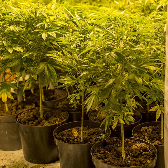 Plantacja konopi zlikwidowana. Na poddaszu znajdowao si 448 sztuk krzeww konopi