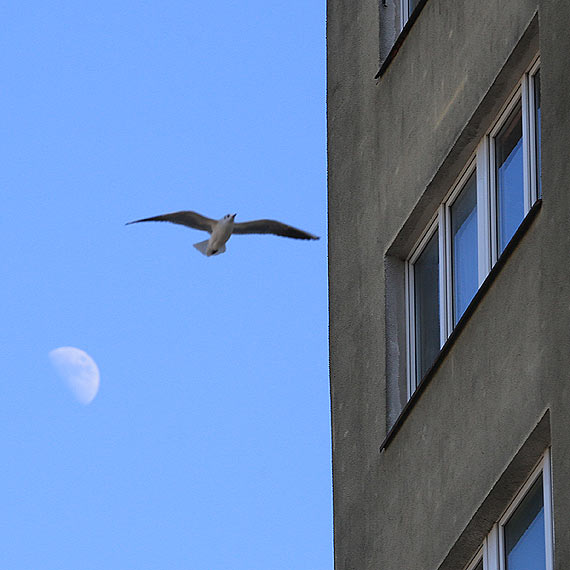 Mewy terroryzuj miasto 
