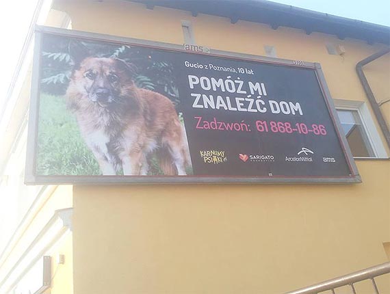 3 miliony kliknięć dla zwierząt ze schroniska