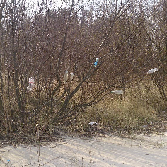 Butelkowe drzewa w kilku miejscach w mieście. Czy to nowa moda?