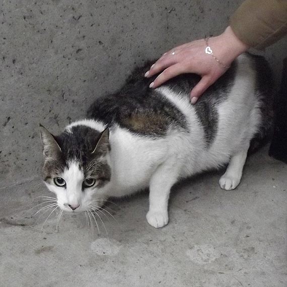 Zgubi si kociak. Poszukujemy waciciela