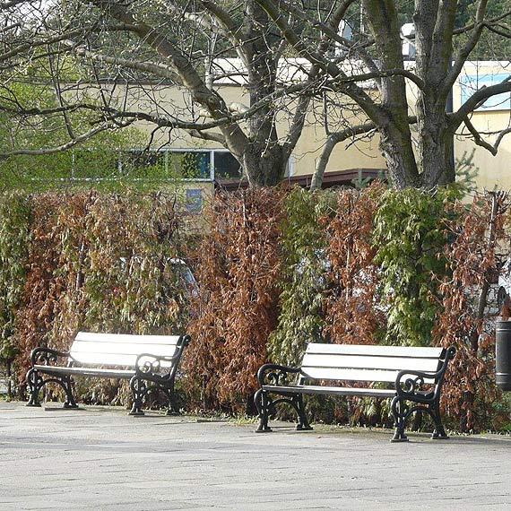 Uschnita ziele przy promenadzie kuje w oczy.. tylko przechodniw!