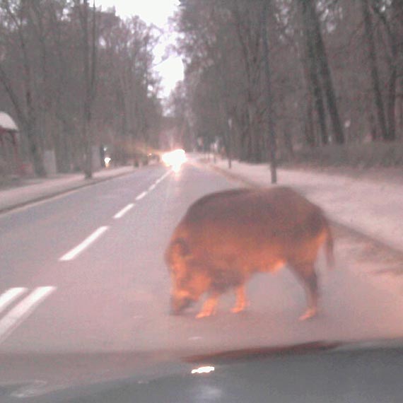 Kierowco uwaaj! Dziki coraz czciej wychodz na jezdni