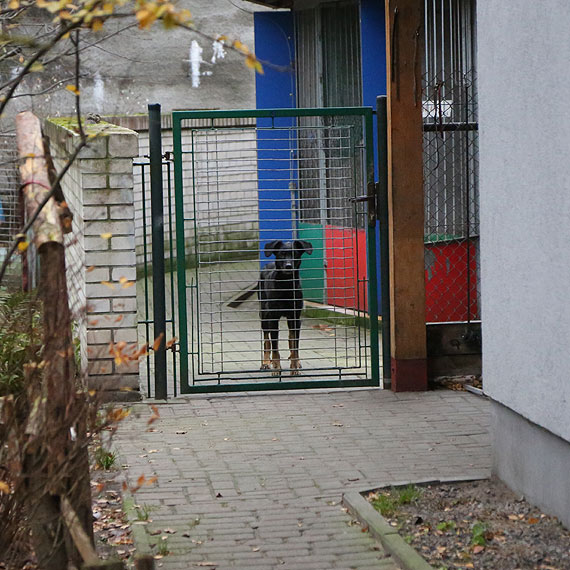 Nowa umowa na prowadzenie schroniska ma być bardziej restrykcyjna