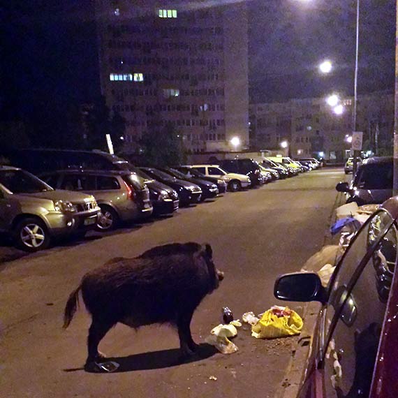 Stołówka dla dzików w centrum osiedla