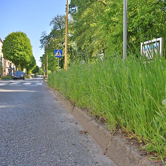 Trawa do 10 centymetrów czy jednak zarastamy? Kto ma rację?