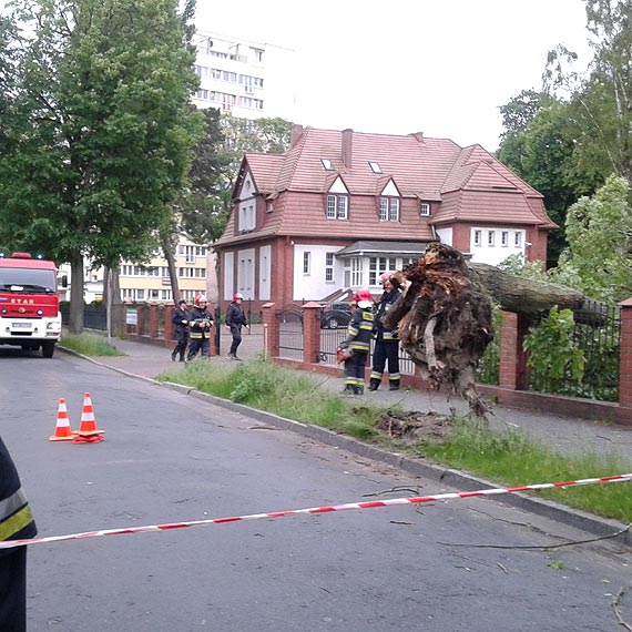 Wichura wyrwaa drzewo z korzeniami przy Wyspiaskiego