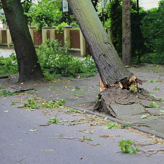 Silny wiatr powali drzewo przy ulicy Matejki. Zawiso na innym drzewie i latarni ulicznej