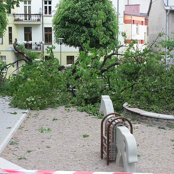 Drzewo runo na plac zabaw w Parku Chopina