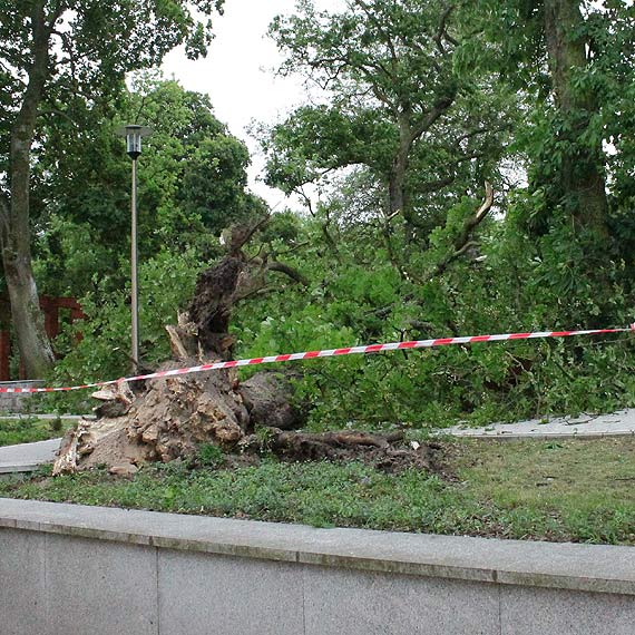 Drzewo runo na plac zabaw w Parku Chopina