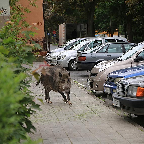 Dzik grasowa w centrum miasta