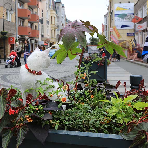 Skandal: Uwaga silna trucizna w donicach na deptaku