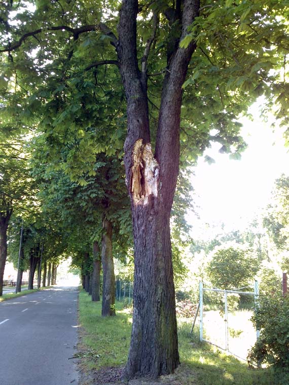  Czytelnik: T wichur drzewo przetrwao. Ale nastpn?