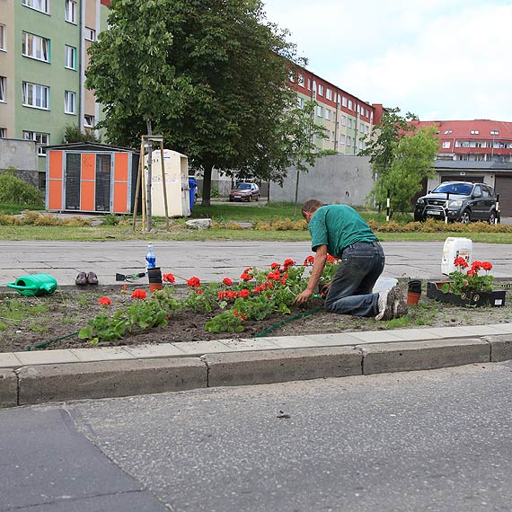 Sadzą kwiaty przy ulicy Grunwaldzkiej. Miasto pięknieje