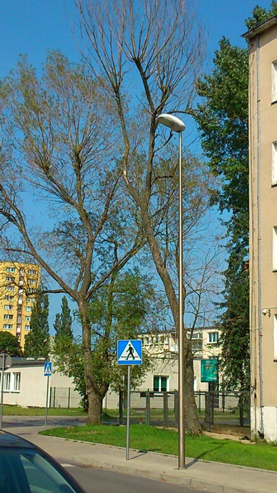 Czytelnik: Obumare drzewo w kadej chwilii moe si przewrci