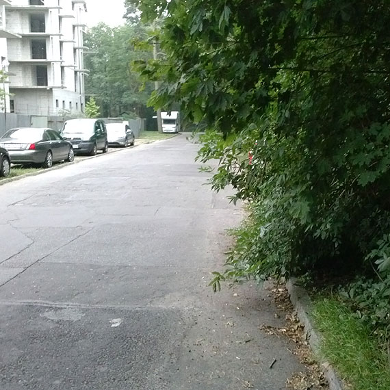 Czytelnik: Urzdnicy nadal nie kontroluj tego co dzieje si na ulicach w sprawach zieleni