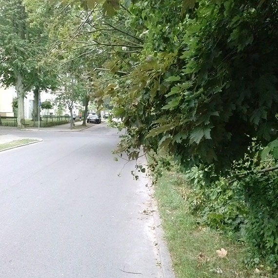 Czytelnik: Urzędnicy nadal nie kontrolują tego co dzieje się na ulicach w sprawach zieleni