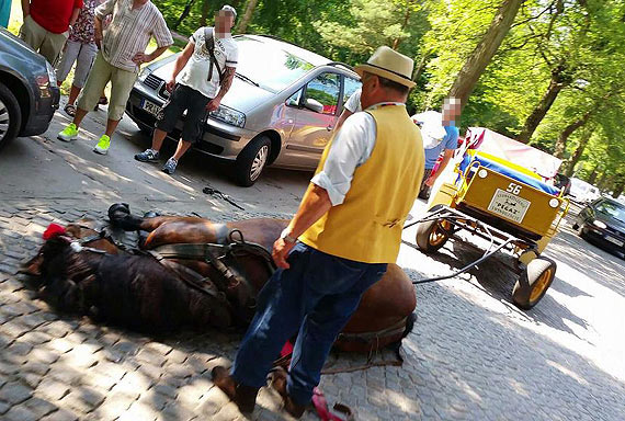 Potknicie czy przepracowanie? Ko przewrci si wiozc pasaerw