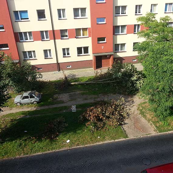 Powalone drzewo od tygodnia czeka na uprztnicie
