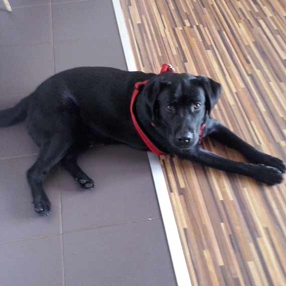 Labrador szuka swojego pana