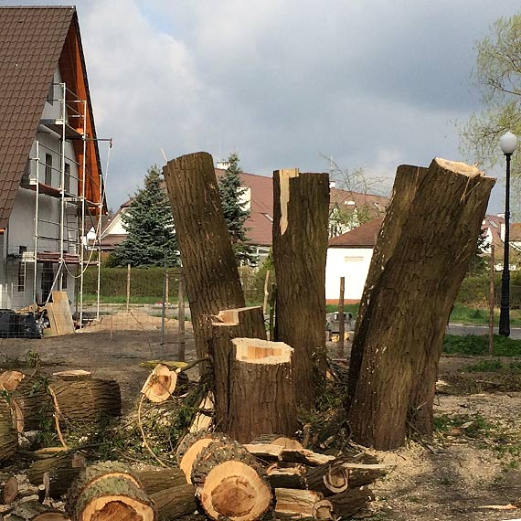 Wycili drzewo, a ono nadal ronie