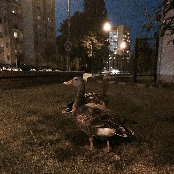 Leciay kluczem i… spady