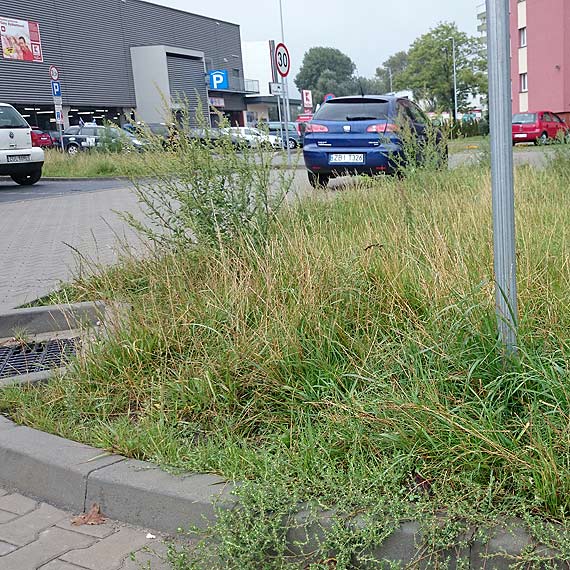 Zielone chaszcze na dojedzie do Kauflandu
